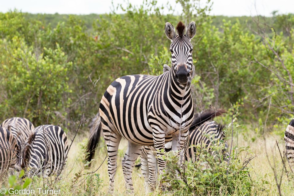 <h2>The Best of South Africa Escorted 2023</h2> 14 Nights | 6 Rounds | March 11 - 25